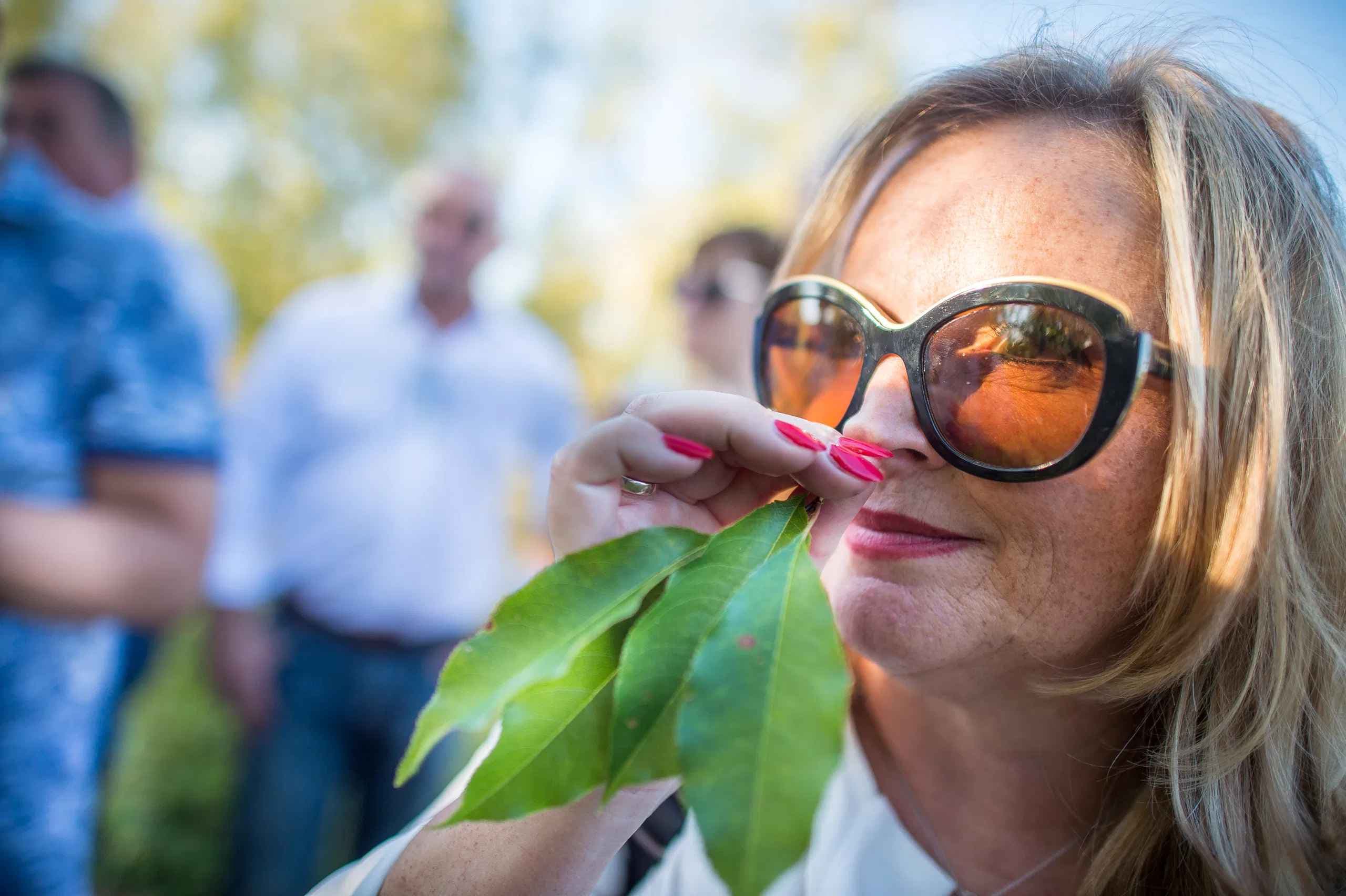 Voedselbos planten: zo kies je de juiste aanpak