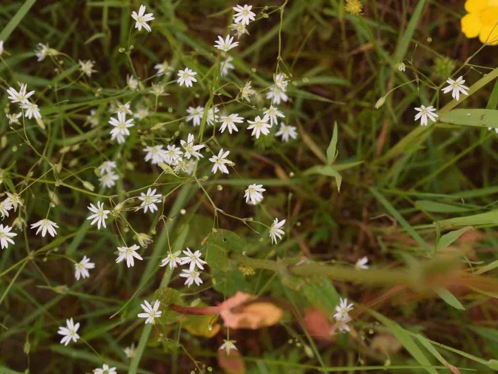 Biodiversiteit en bedrijf: van engagement naar meetbare impact