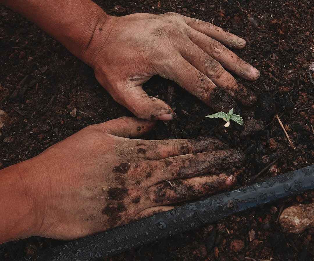 Boomplantdag voor je bedrijf: bosaanplant als teambuilding met blijvende impact
