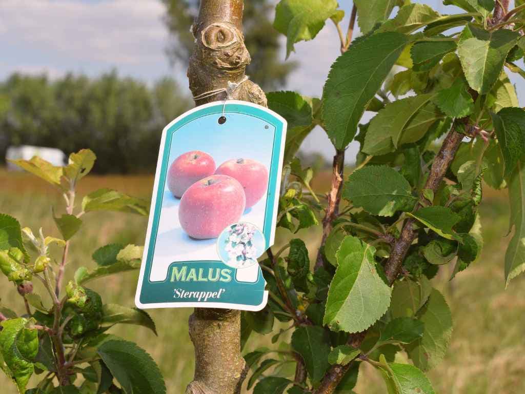 appelboom aanplant