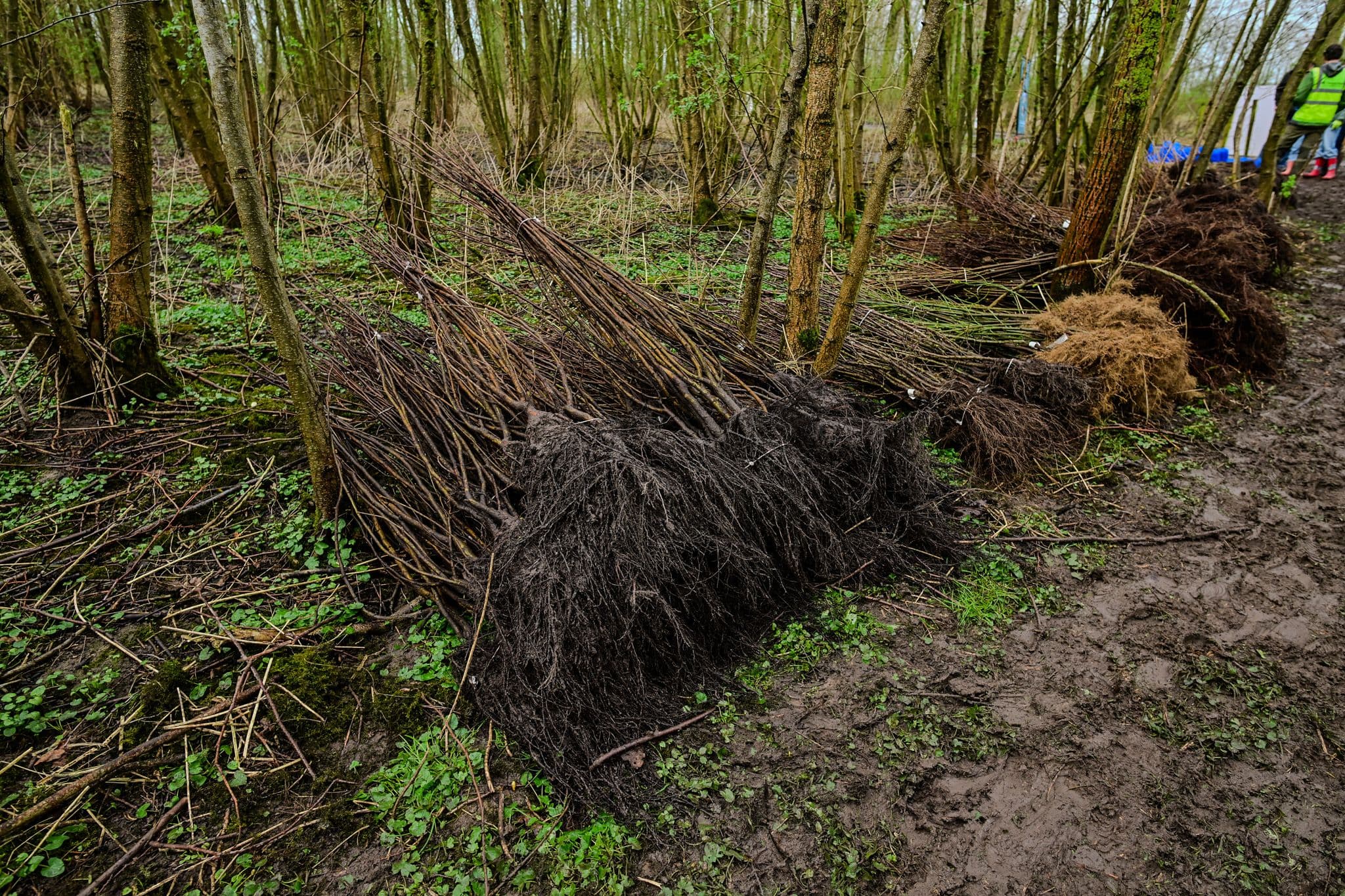 Jonge bomen