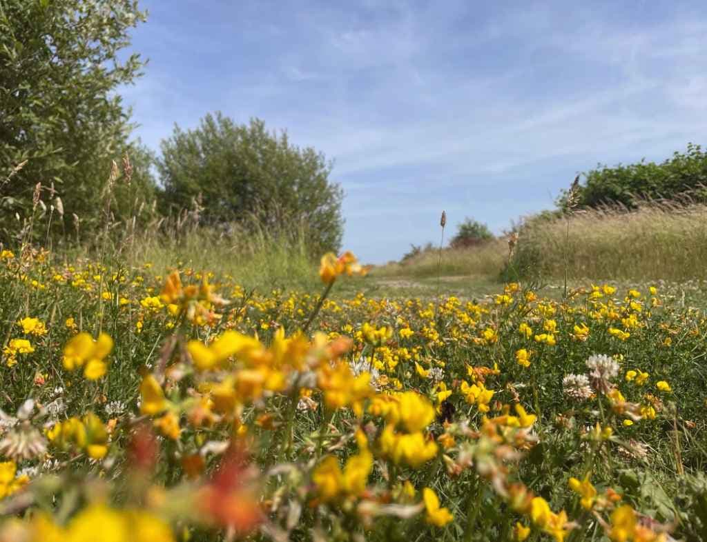 bloemenweide