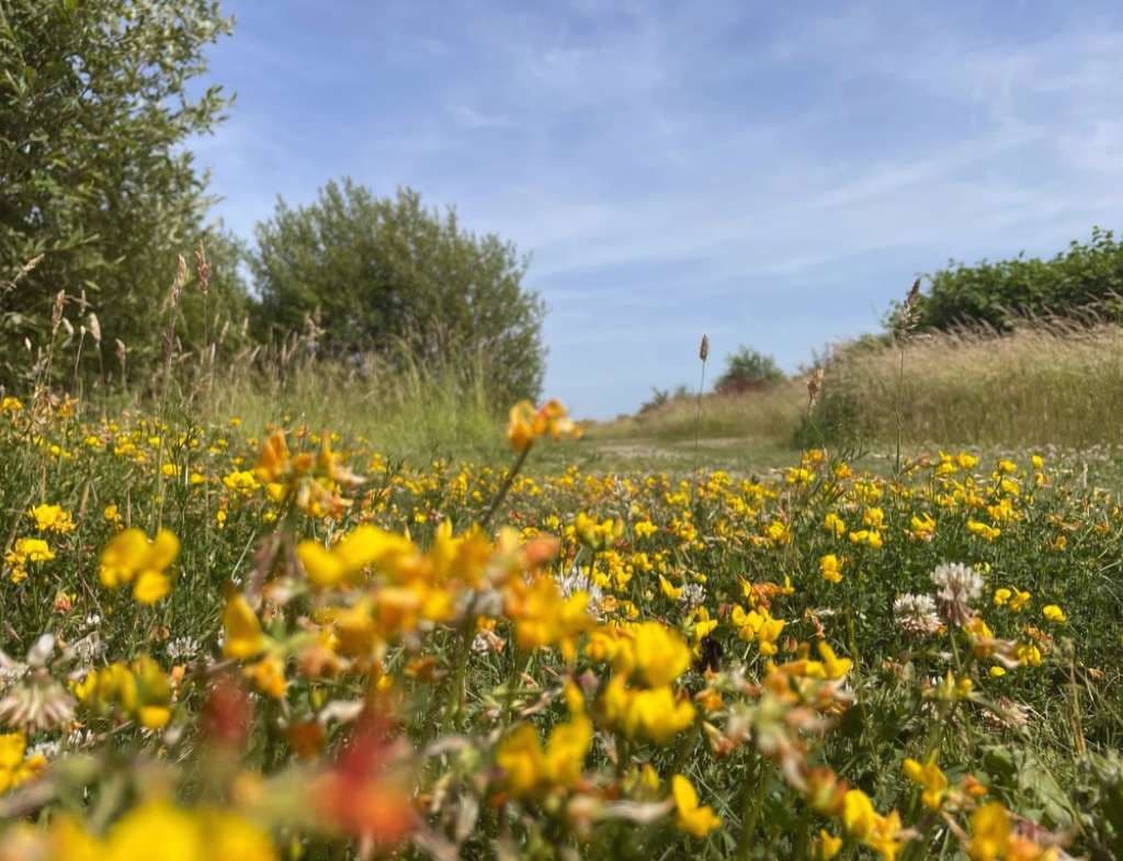 Bloemenweide in de lente