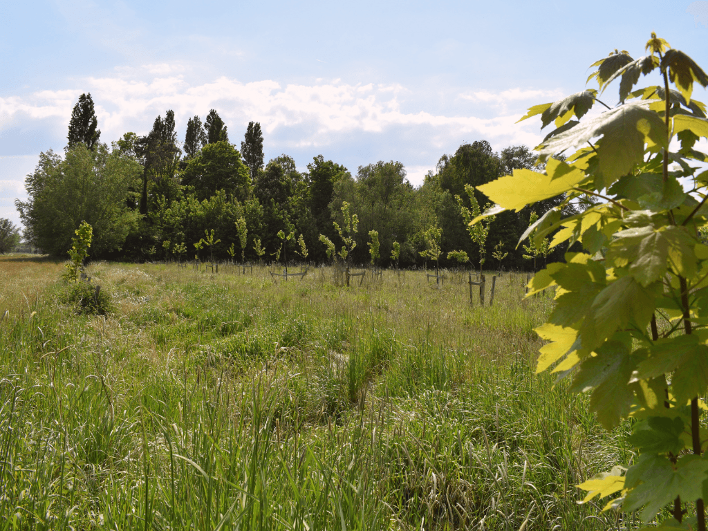 Groene open weide