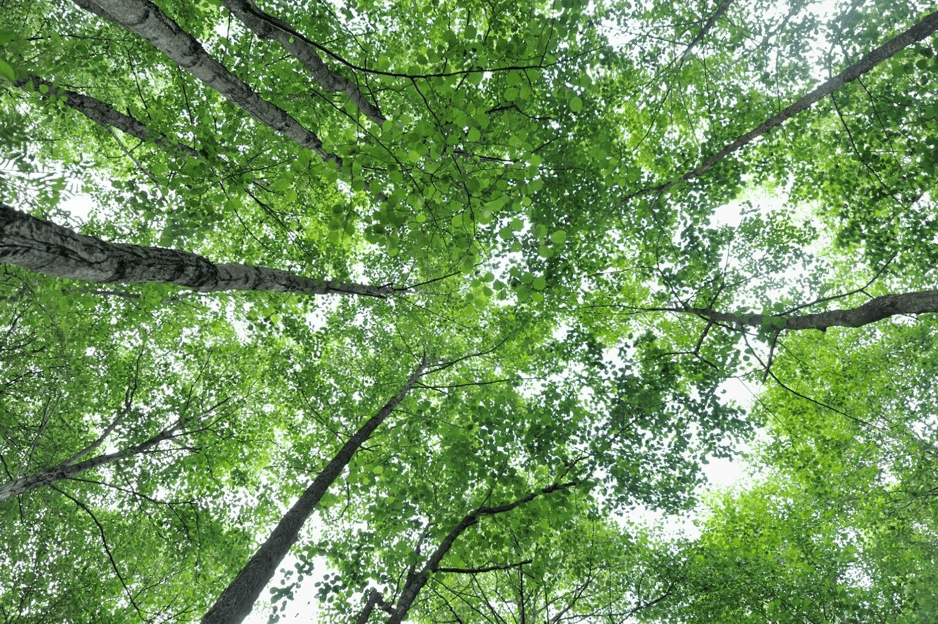 Groen loofbomen gezien vanuit kikkerperspectief