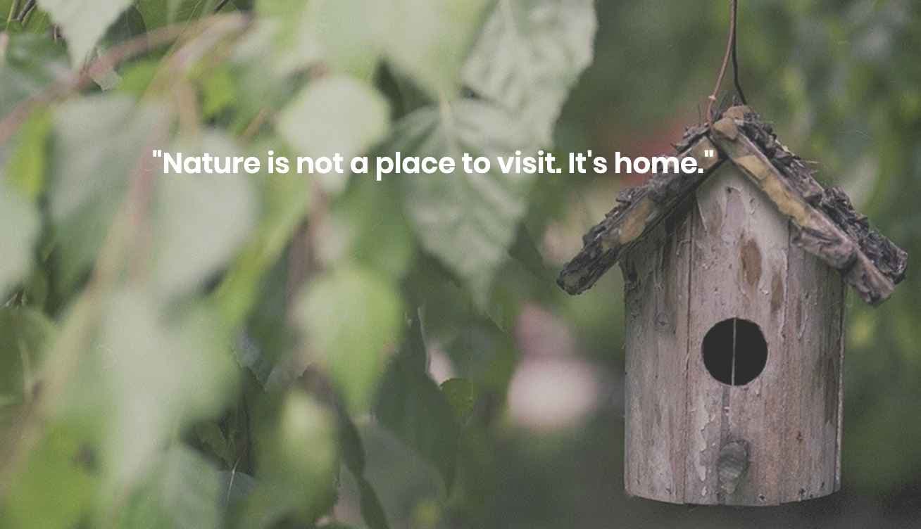 vogelkastje natuur als thuis