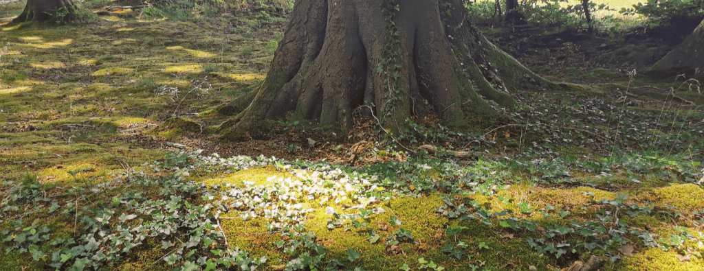 Forest Forward visie - meer dan bomen planten