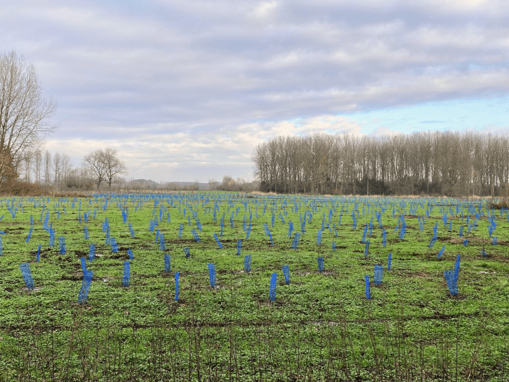 Heel veel jonge bomen in een nieuw bos