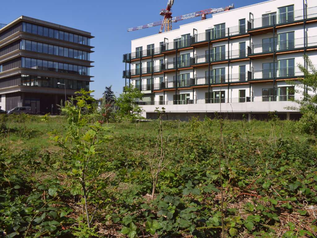 Onderhoud en beheer van het bedrijfsbos