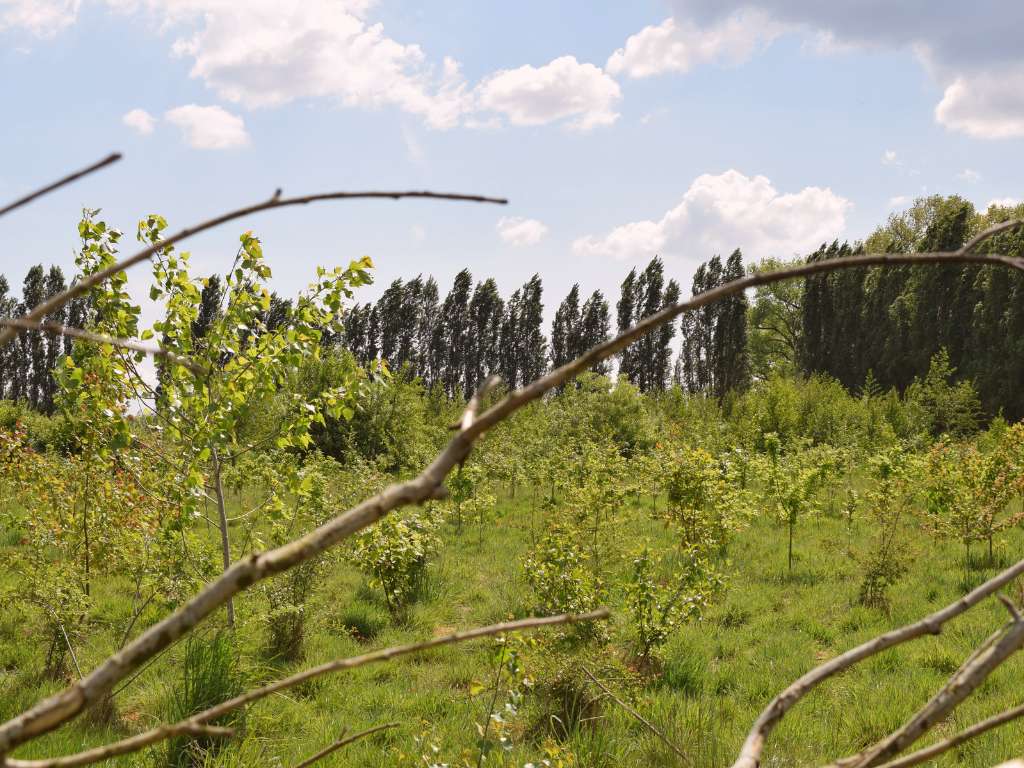 Bedrijfsbos als ontmoetingsplaats