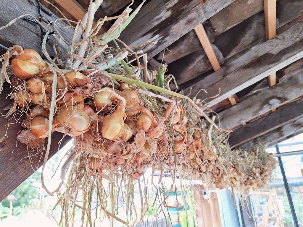 Dakboerderij met diverse gewassen