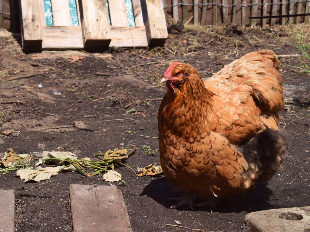 Groene daken in stedelijke omgeving