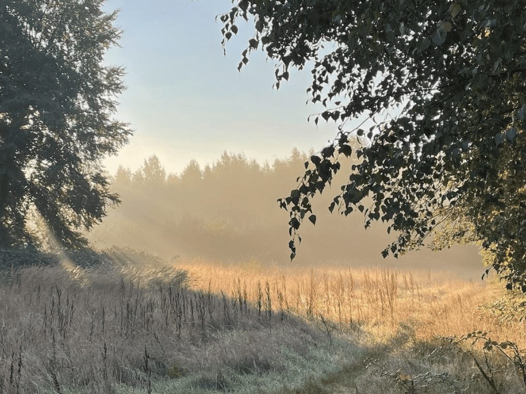 Herstel van natuurlijk habitat