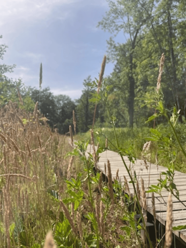Educatieve activiteiten in de natuur