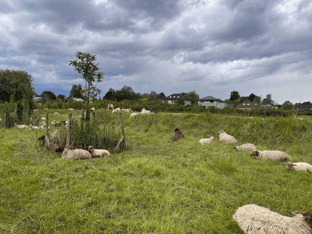 Herstel van natuurlijk habitat