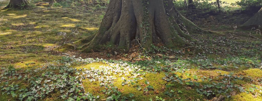 Forest Forward visie - meer dan bomen planten